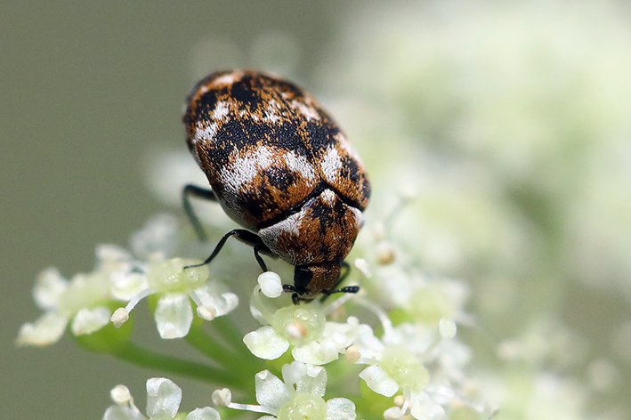 Dermestidae: Anthrenus (Nathrenus) verbasci? S.